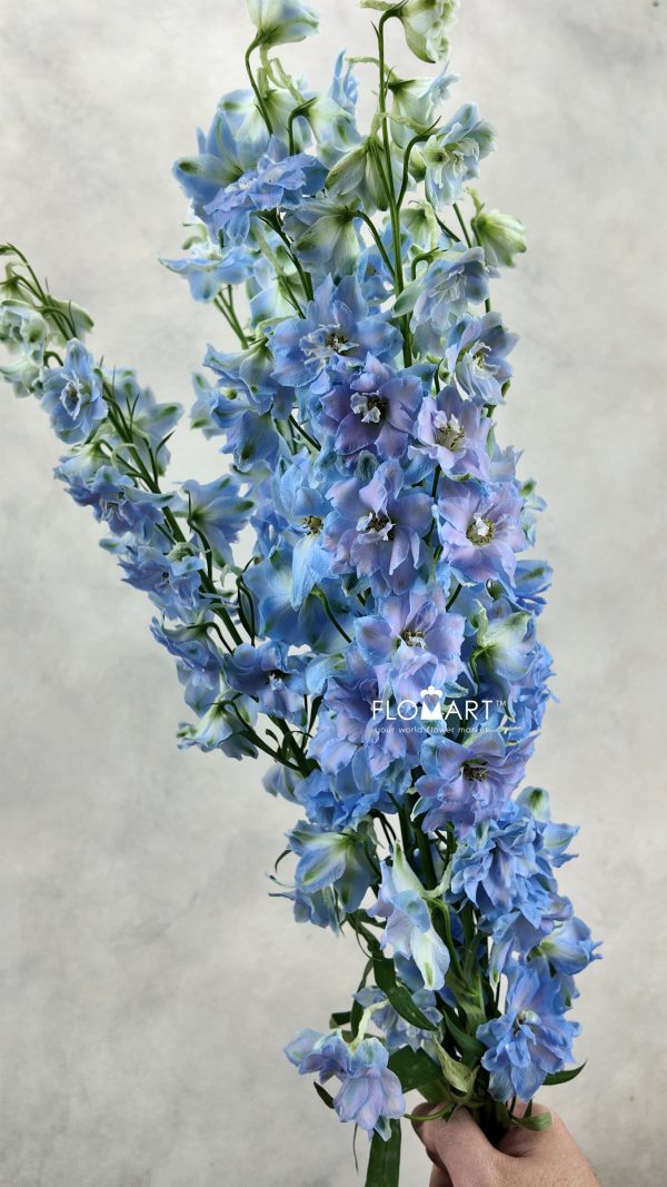 Delphinium el Dewi Boy