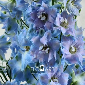 Delphinium el Dewi Boy - Image 2