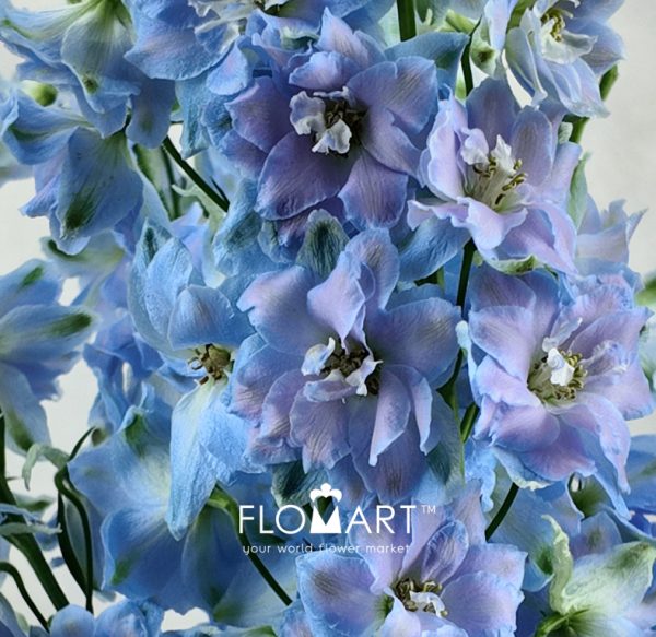 Delphinium el Dewi Boy