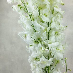 Delphinium el Dewi Impressive White