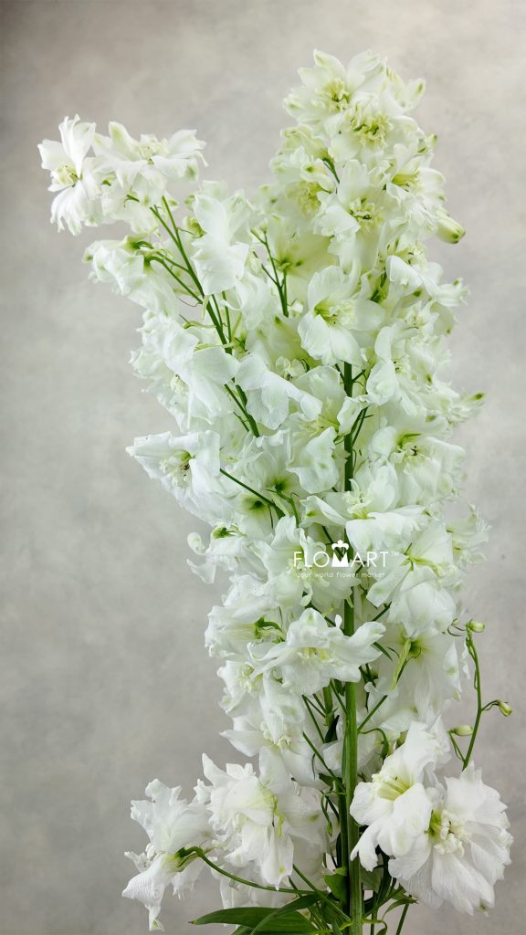Delphinium el Dewi Impressive White