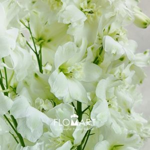 Delphinium el Dewi Impressive White - Image 2