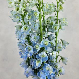 Delphinium el Guardian Lavender