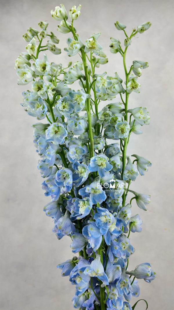 Delphinium el Guardian Lavender