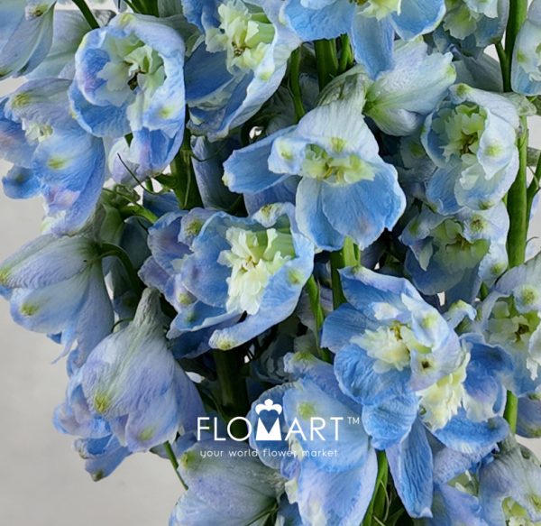 Delphinium el Guardian Lavender