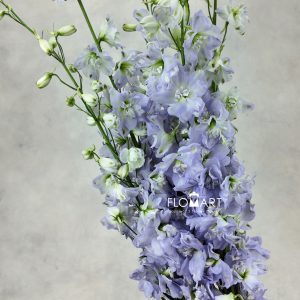 Delphinium el Magic Fountains Lavender