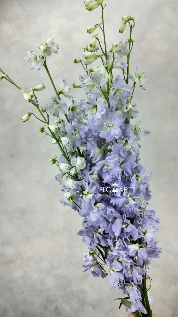 Delphinium el Magic Fountains Lavender