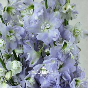 Delphinium el Magic Fountains Lavender - Image 2