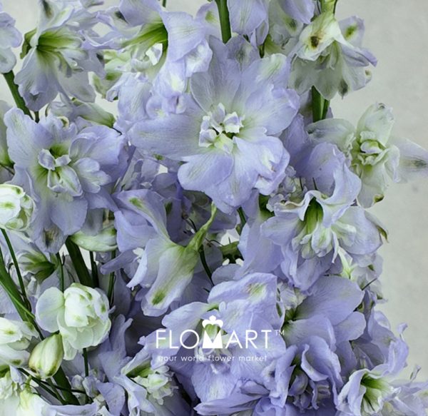 Delphinium el Magic Fountains Lavender
