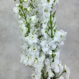 Delphinium el Magic Fountains White - Image 2