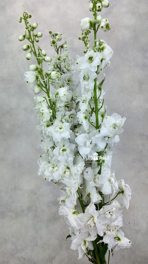 Delphinium el Magic Fountains White
