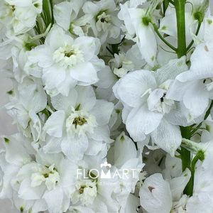 Delphinium el Magic Fountains White