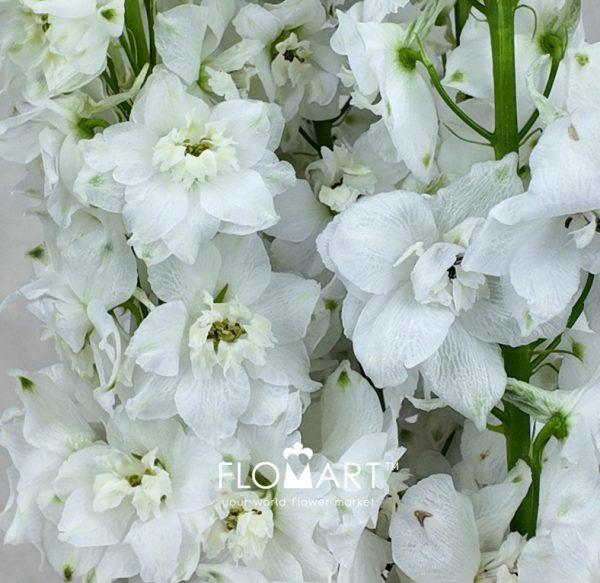Delphinium el Magic Fountains White