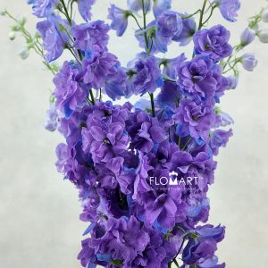 Delphinium el du Christel