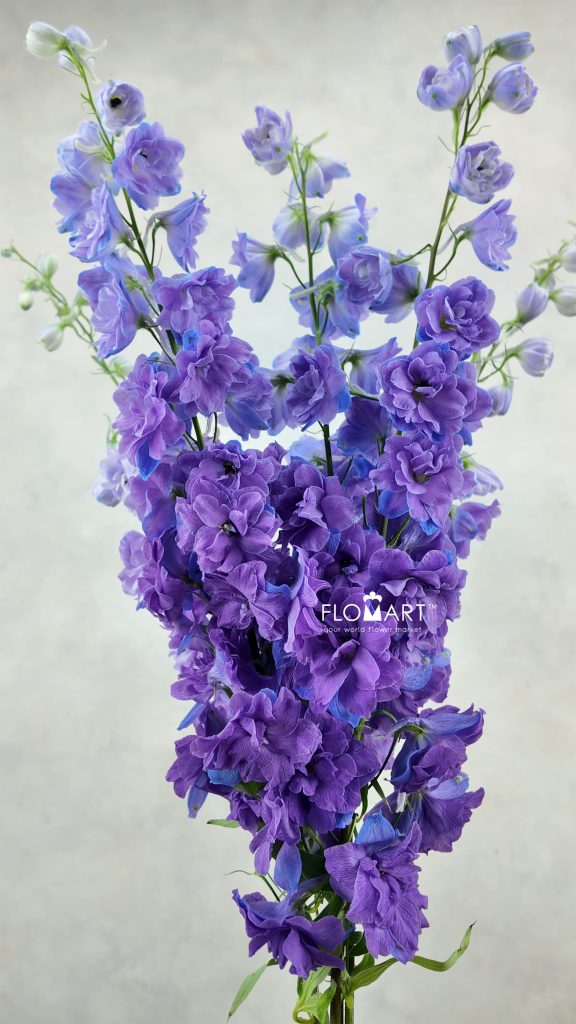 Delphinium el du Christel