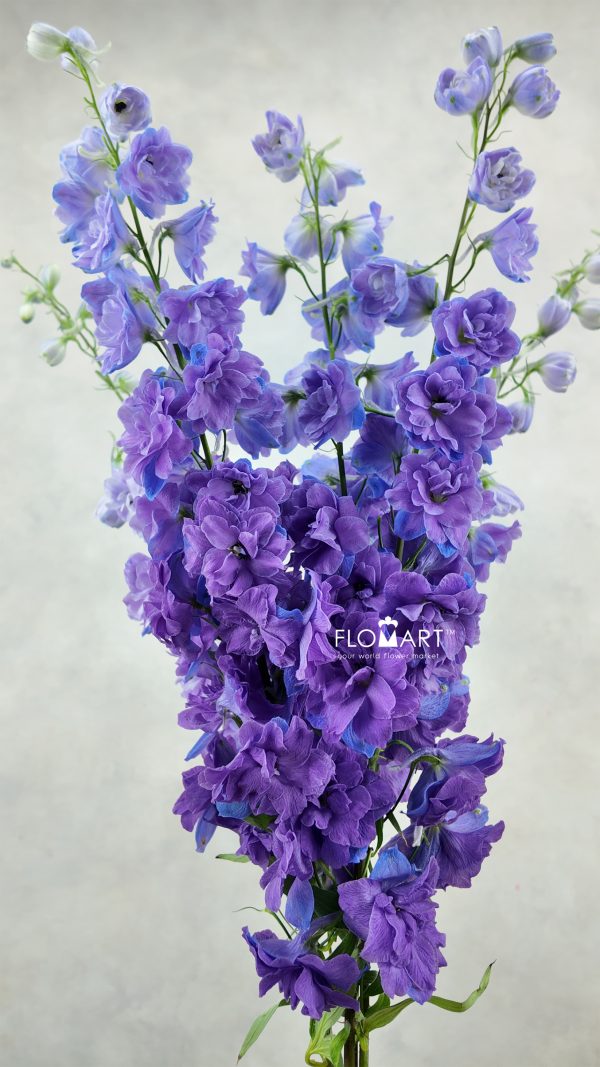 Delphinium el du Christel