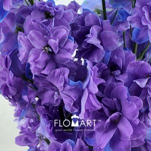 Delphinium el du Christel - Image 2