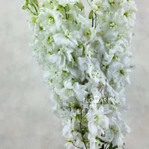 Delphinium el du Dewi Impressive