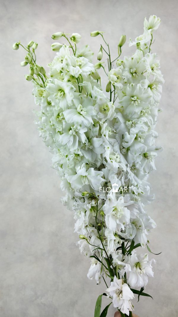 Delphinium el du Dewi Impressive