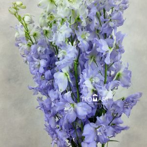 Delphinium el du Dewi Impressive Milka
