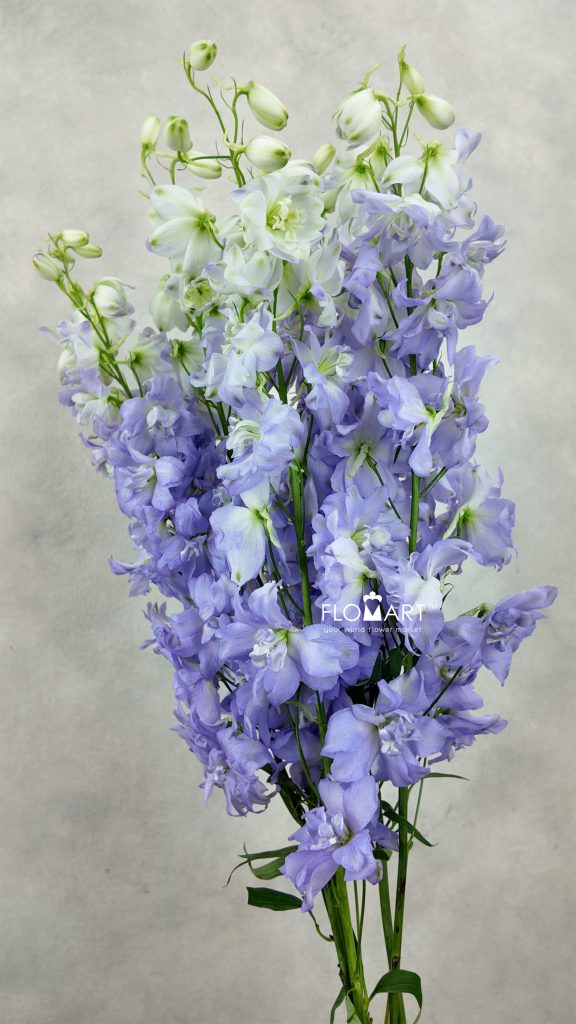 Delphinium el du Dewi Impressive Milka