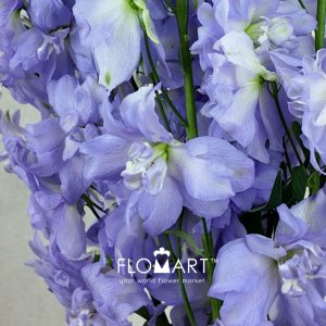 Delphinium el du Dewi Impressive Milka - Image 2