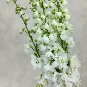 Delphinium el du Dewi Impressive White