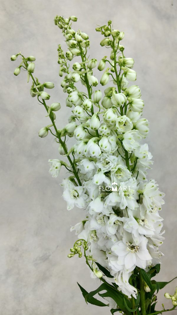 Delphinium el du Dewi Impressive White