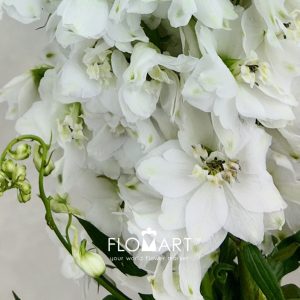 Delphinium el du Dewi Impressive White - Image 2