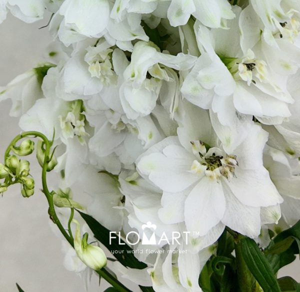 Delphinium el du Dewi Impressive White