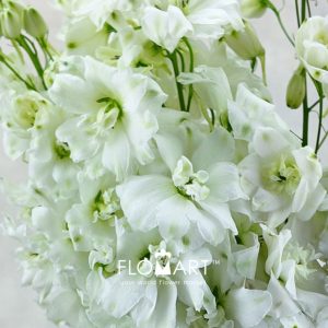 Delphinium el du Dewi Impressive - Image 2