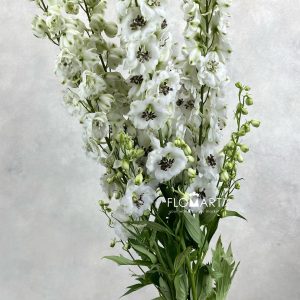 Delphinium el du Dewi Rocket