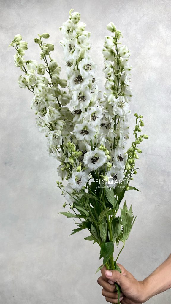 Delphinium el du Dewi Rocket