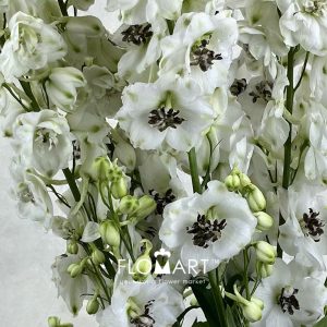 Delphinium el du Dewi Rocket - Image 2