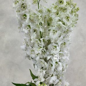 Delphinium el du Dewi Siberia