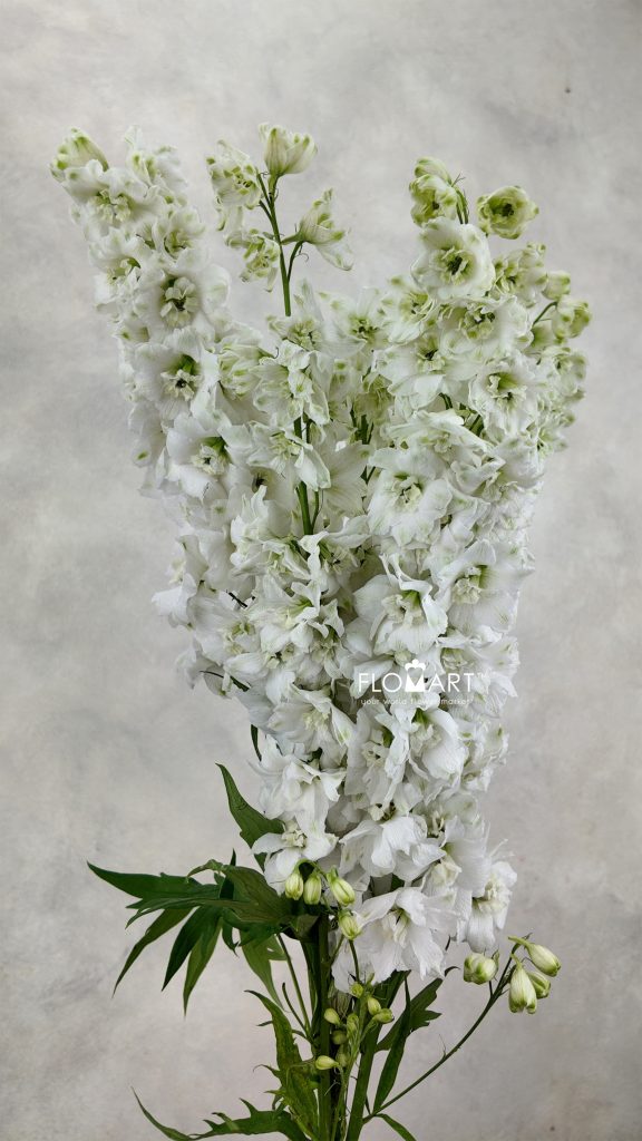 Delphinium el du Dewi Siberia