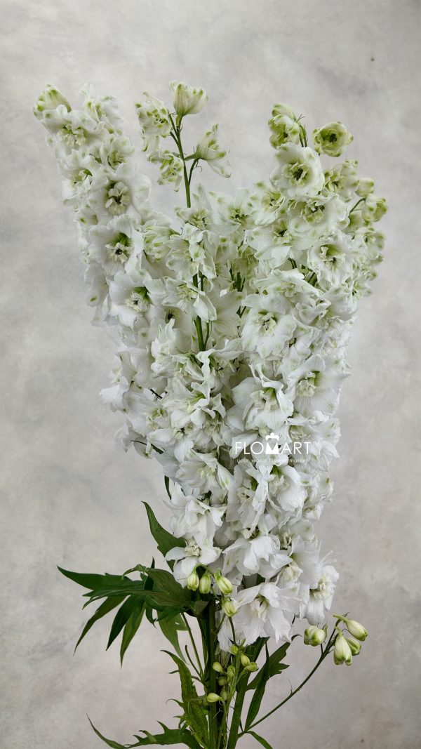 Delphinium el du Dewi Siberia Delphinium el du Dewi Siberia