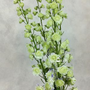 Delphinium el du Kermit
