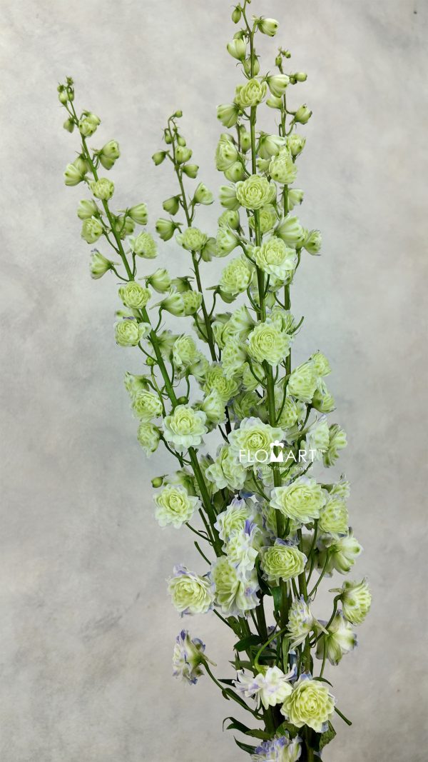 Delphinium el du Kermit