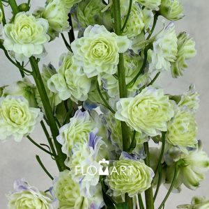 Delphinium el du Kermit - Image 2