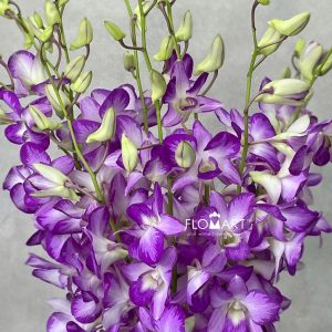 Dendrobium King Dragon