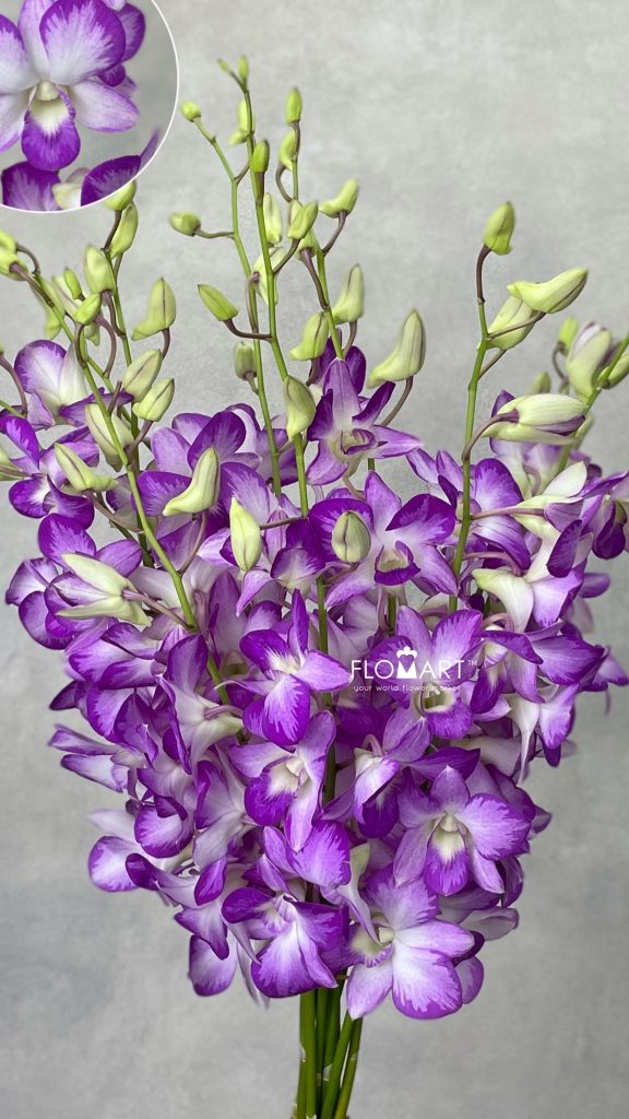 Dendrobium King Dragon