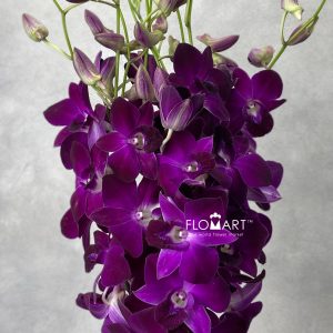 Dendrobium Miss Singapore