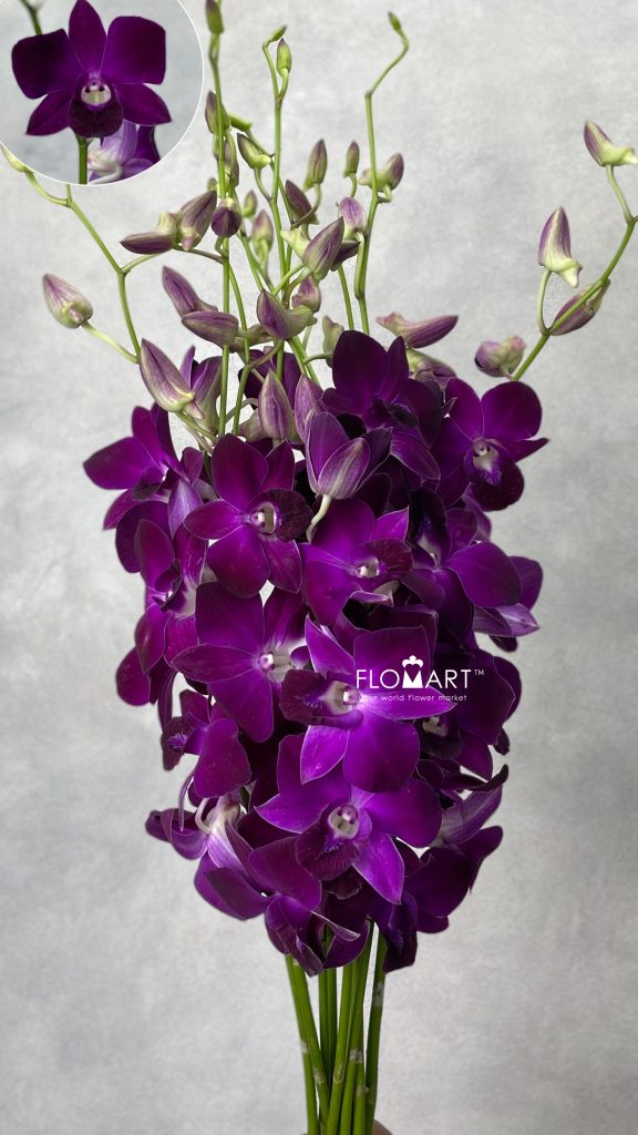 Dendrobium Miss Singapore