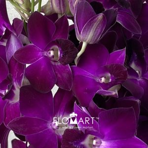 Dendrobium Miss Singapore - Image 2