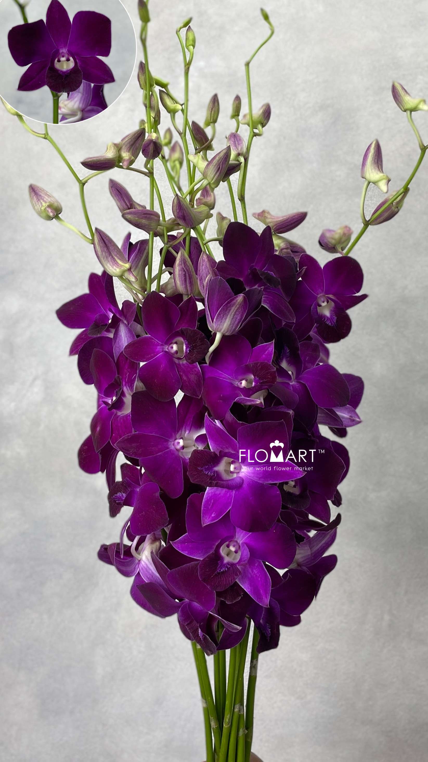 Dendrobium Miss Singapore - Image 1