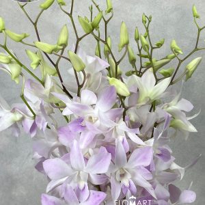 Dendrobium Miss Teen