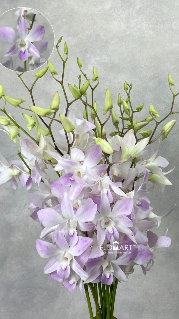 Dendrobium Miss Teen