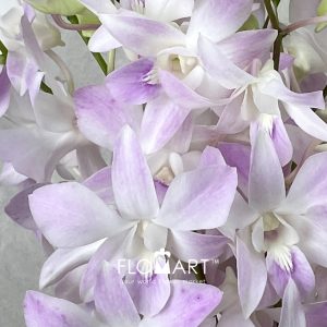 Dendrobium Miss Teen - Image 2