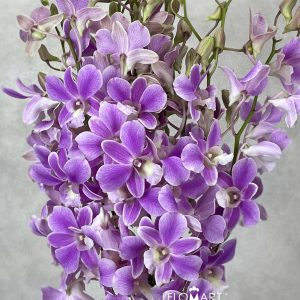 Dendrobium Pink Promote